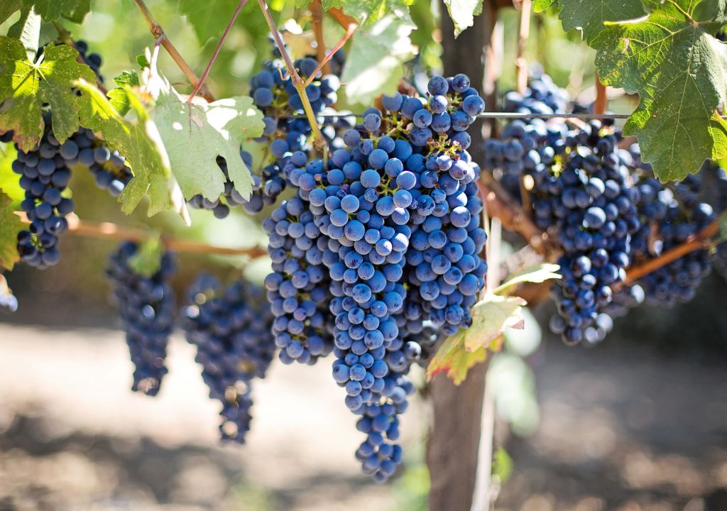 Qué se necesita para que la vid produzca buenas uvas