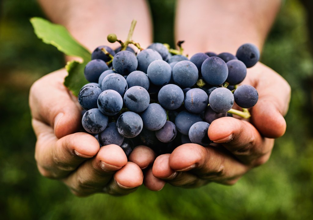 cómo se cosecha el vino